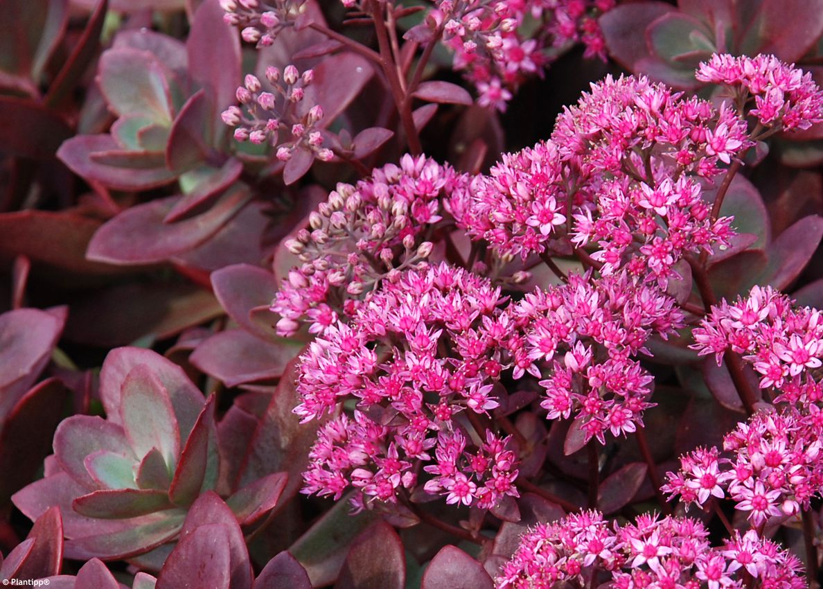 sedum Sunsparkler Firecracker PT 1.jpg