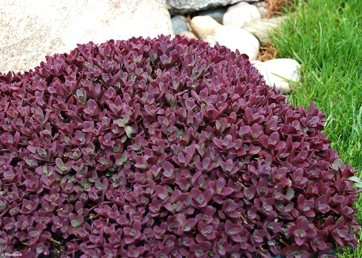 sedum Sunsparkler Firecracker PT 2.jpg
