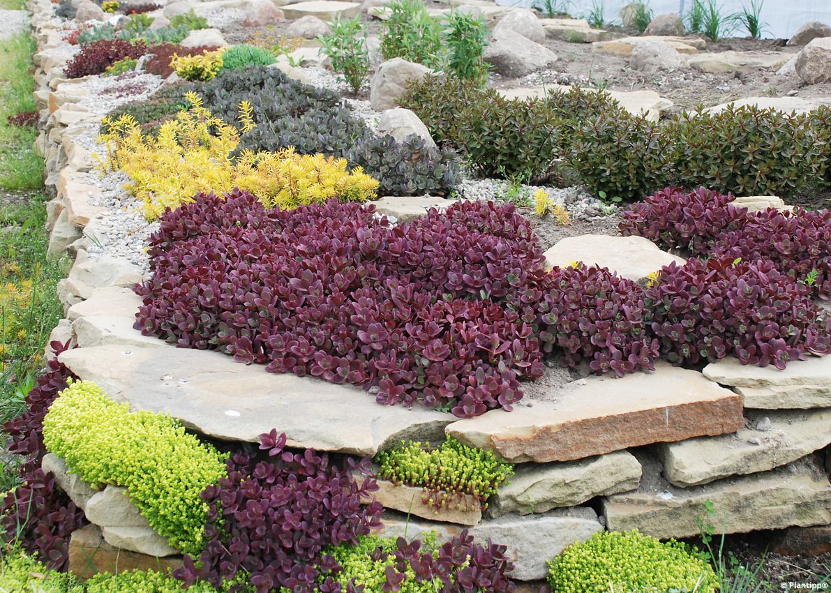 sedum Sunsparkler Firecracker PT 3.jpg
