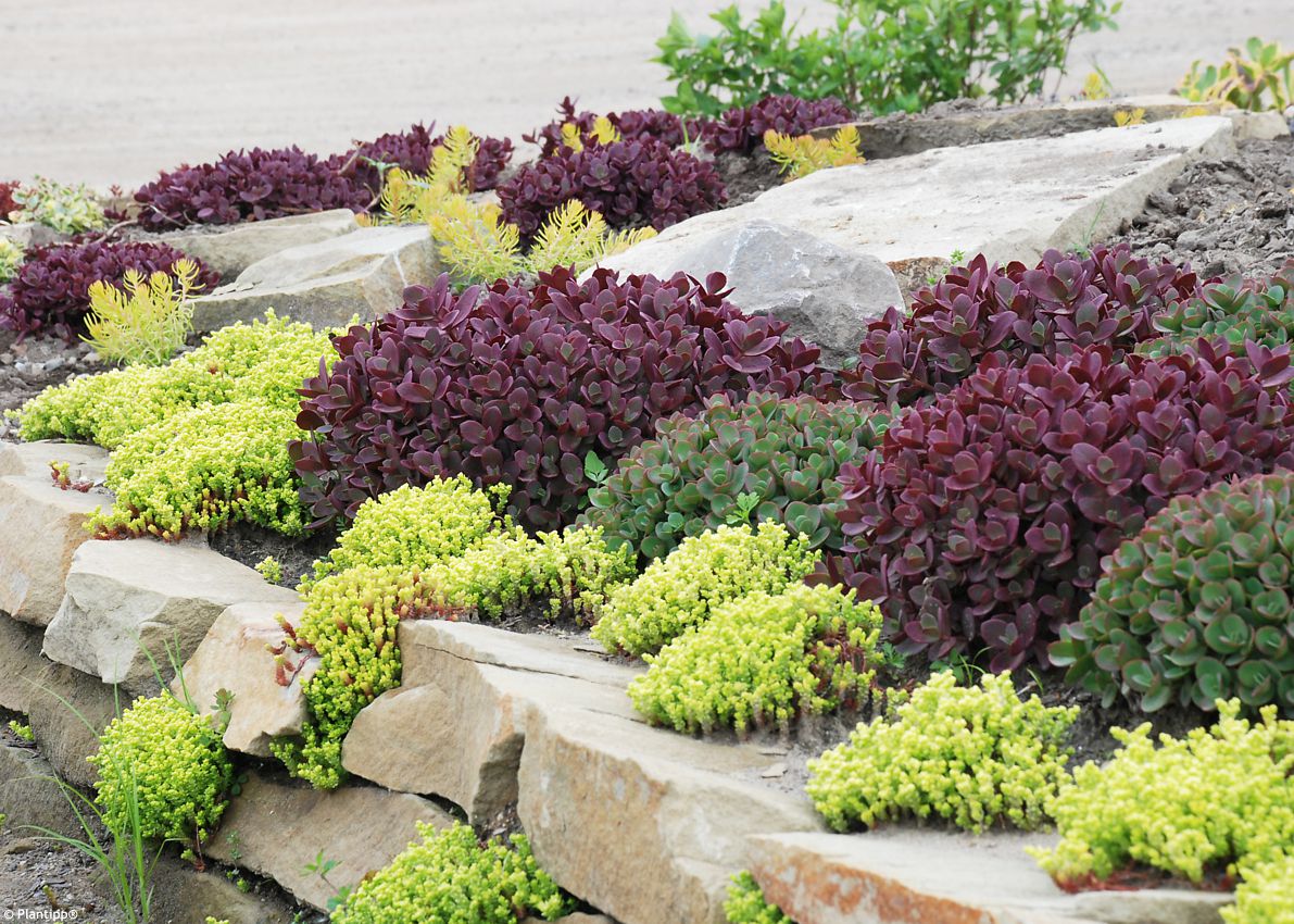sedum Sunsparkler Firecracker PT 4.jpg