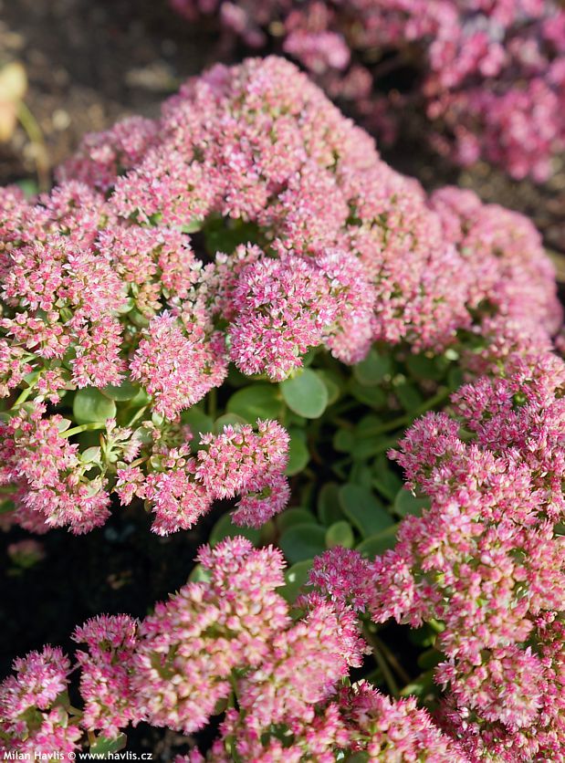 sedum Sunsparkler Lime Zinger