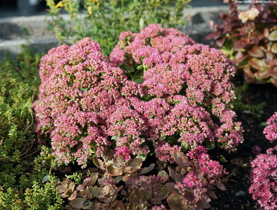 sedum Sunsparkler Lime Zinger