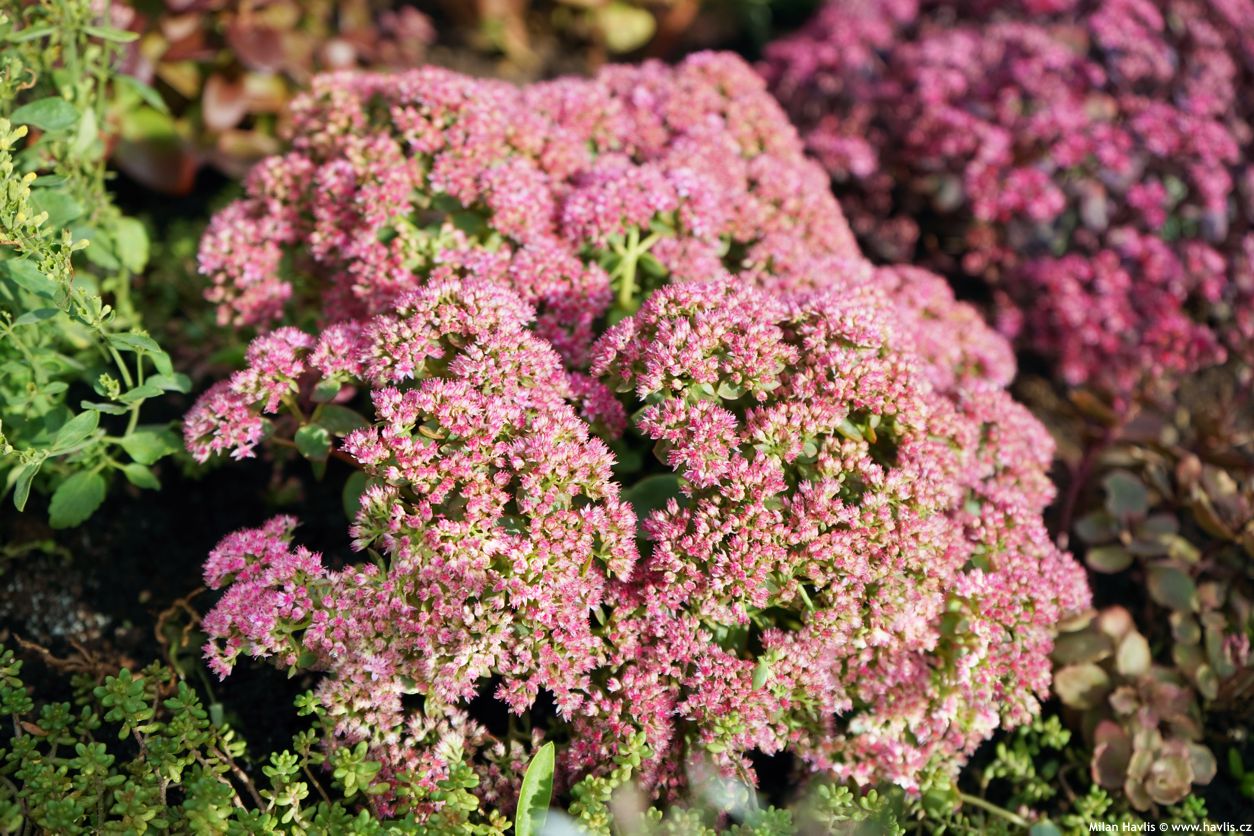 sedum Sunsparkler Lime Zinger