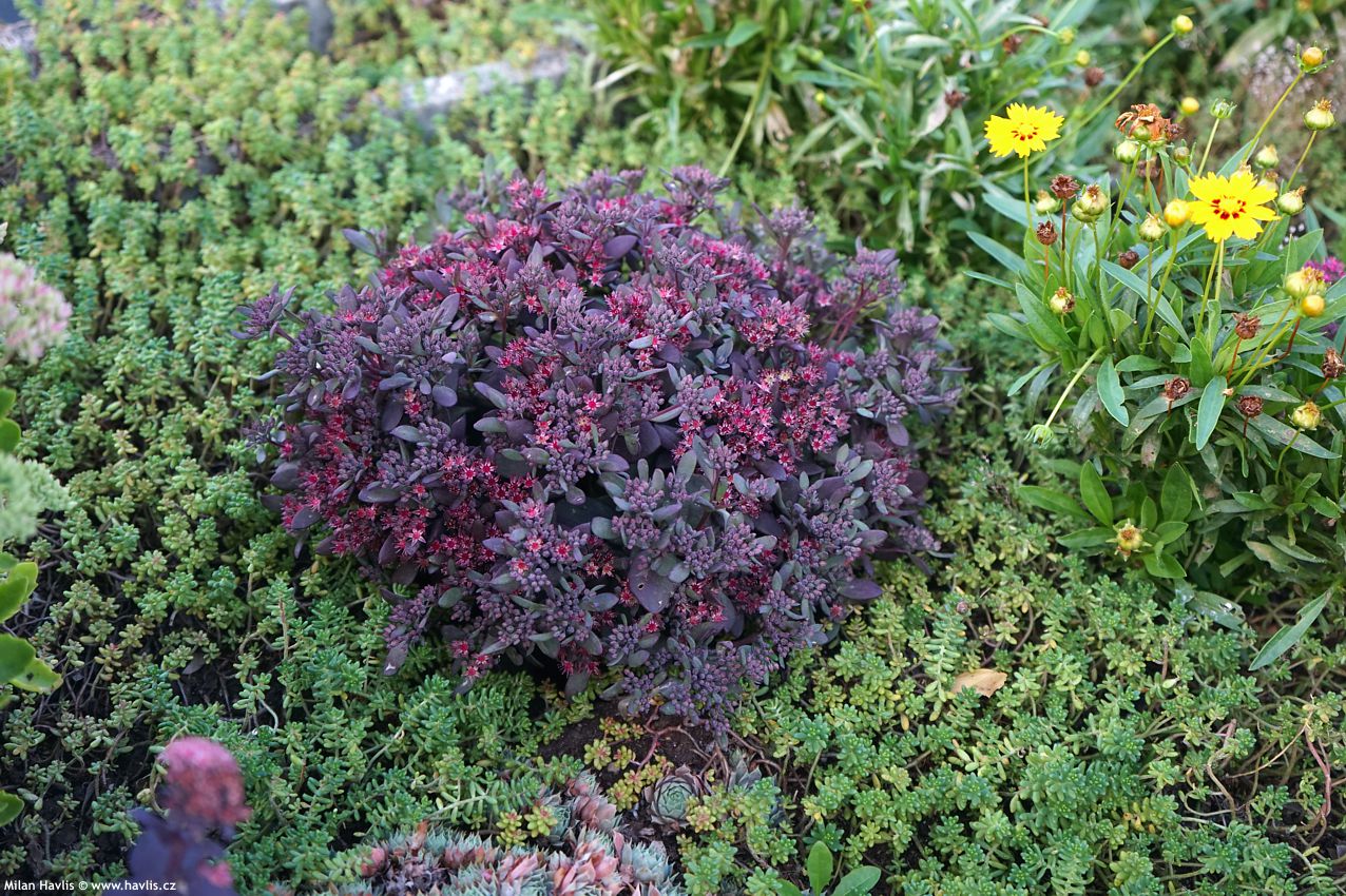 sedum Sunsparkler Plum Dazzled 2026 (5).jpg