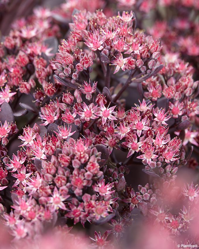 sedum Sunsparkler Plum Dazzled PT 1.jpg