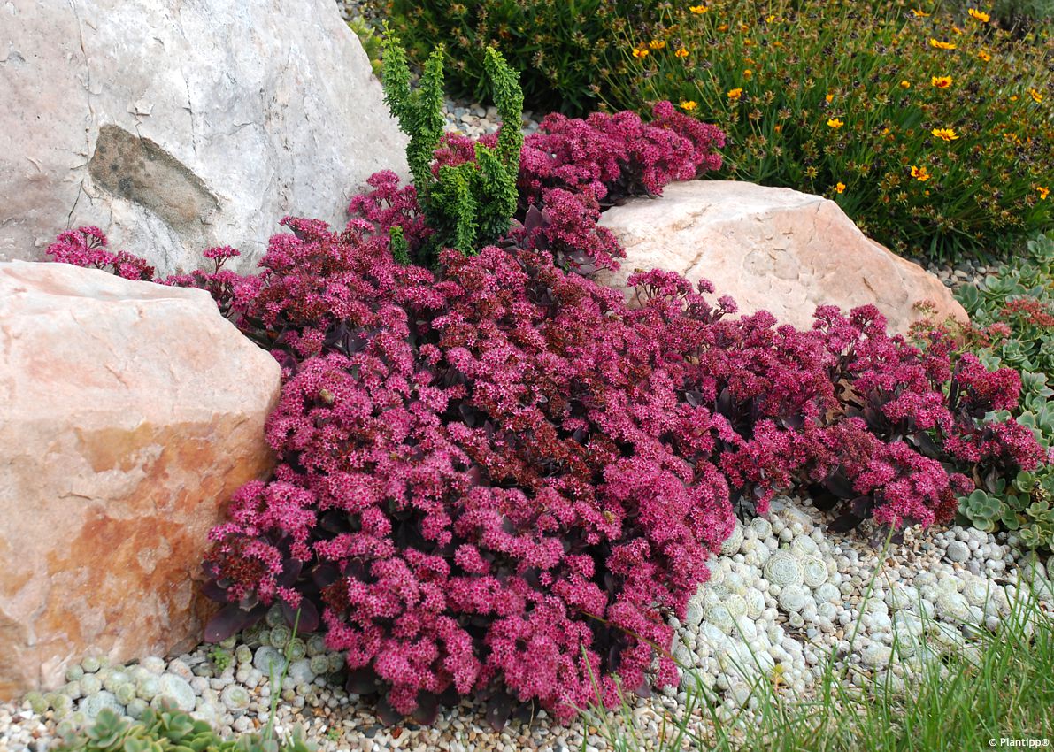 sedum Sunsparkler Plum Dazzled PT 4.jpg