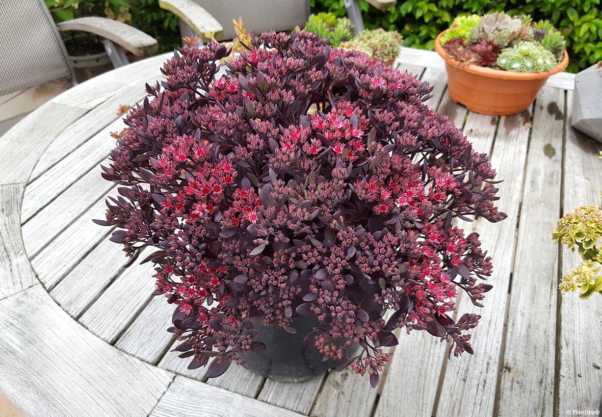 sedum Sunsparkler Plum Dazzled PT 5.jpg