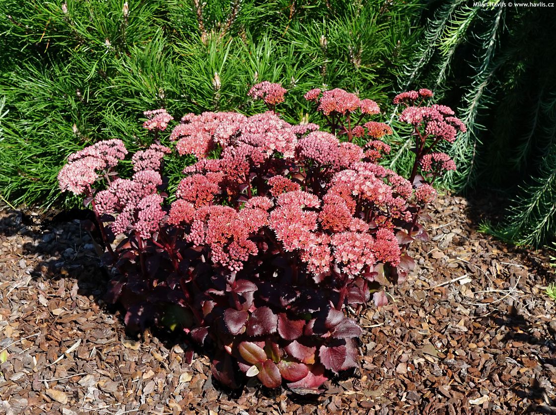 sedum Xenox