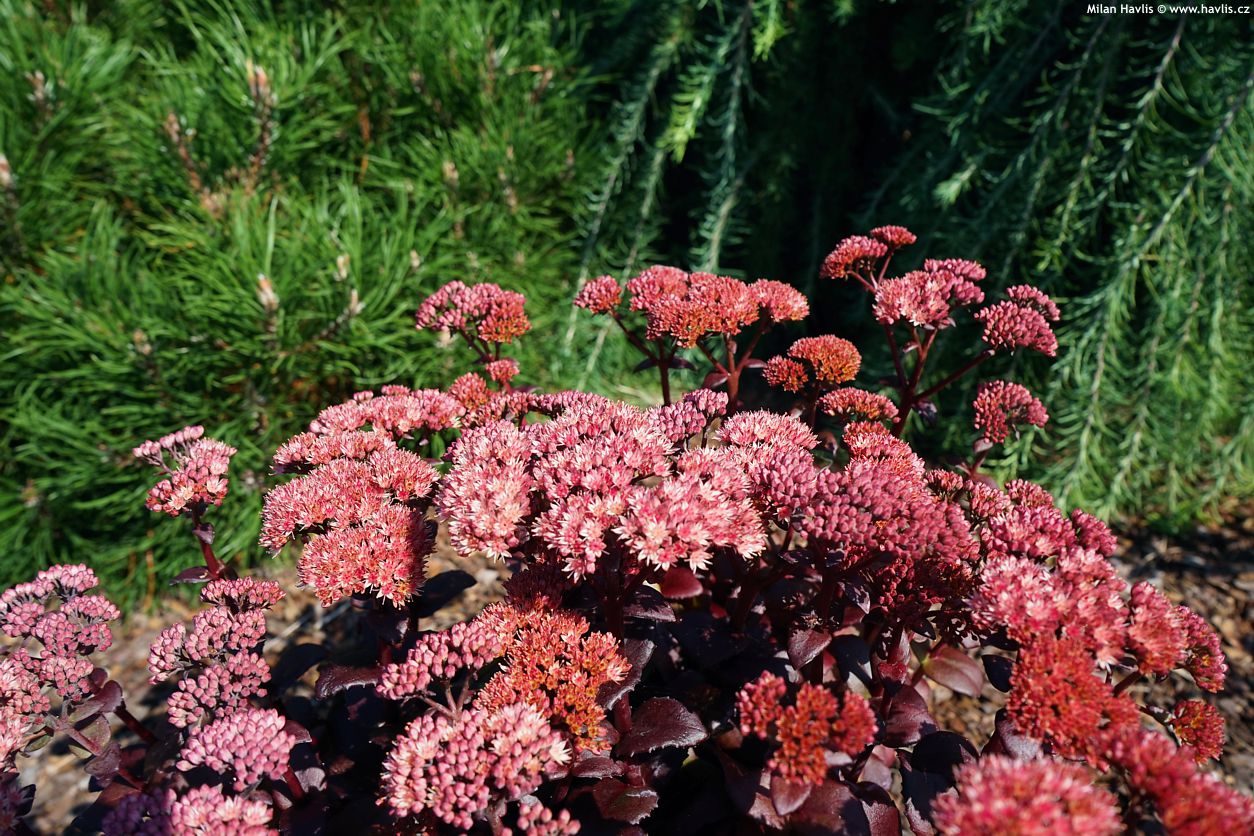 sedum Xenox