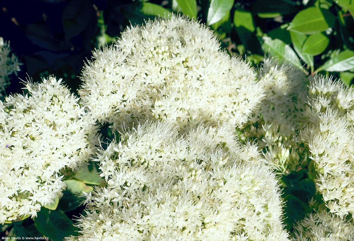sedum spectabile Iceberg