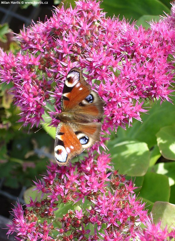 sedum spectabile Neon