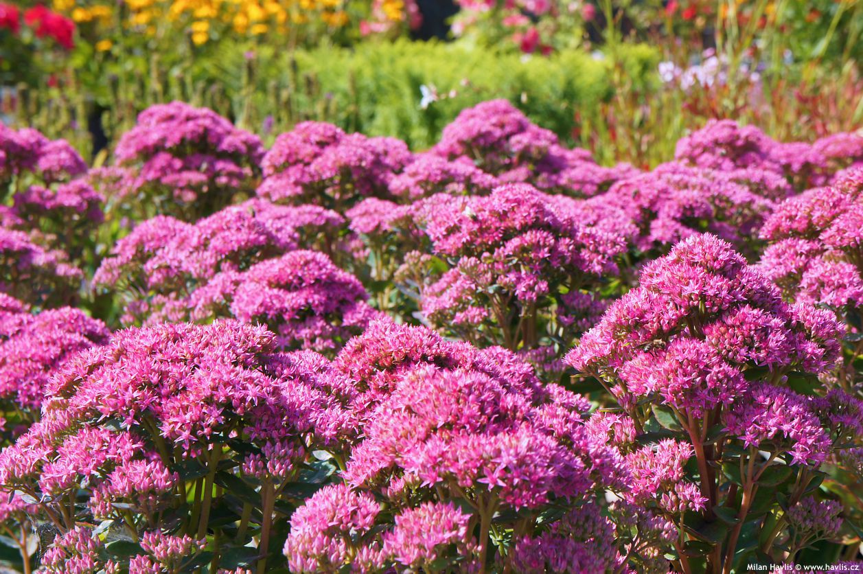 sedum telephium Munstead Dark Red