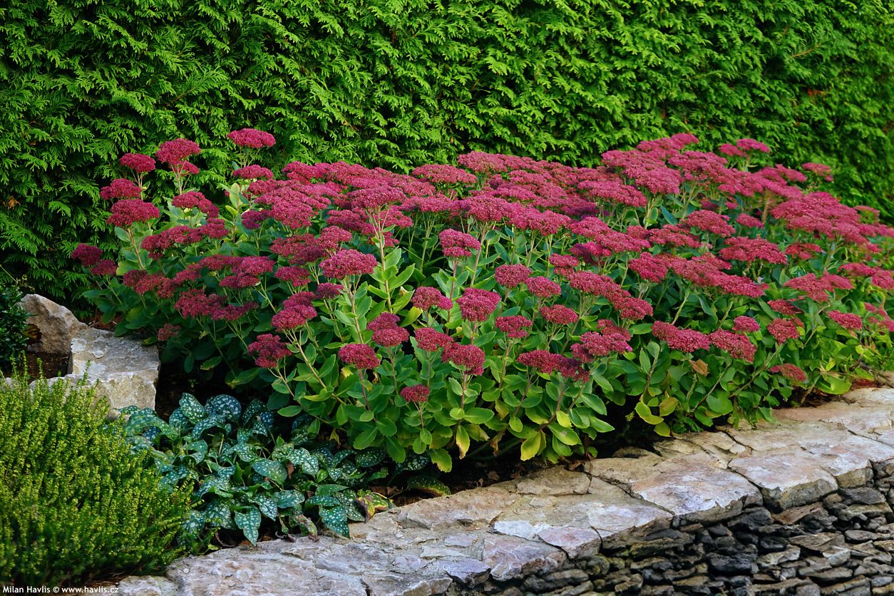 sedum telephium Munstead Dark Red