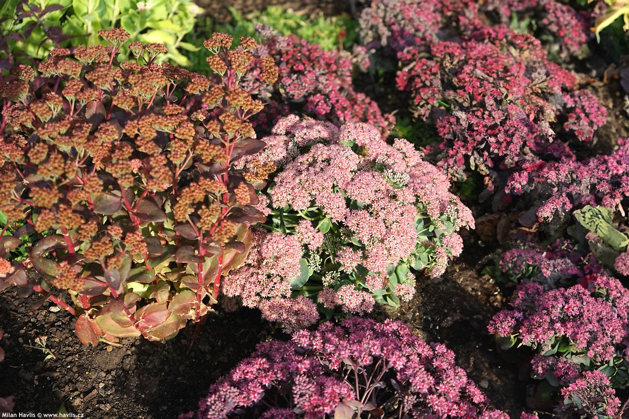 sedum telephium Seduction Rose Charm