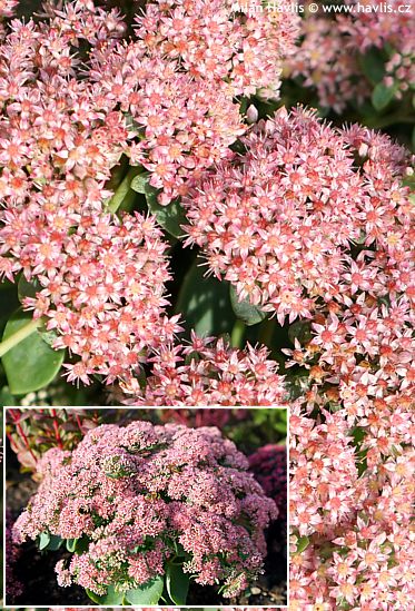 Sedum telefium 'Florserogl' (Hylotelephium) SEDUCTION® ROSE CHARM