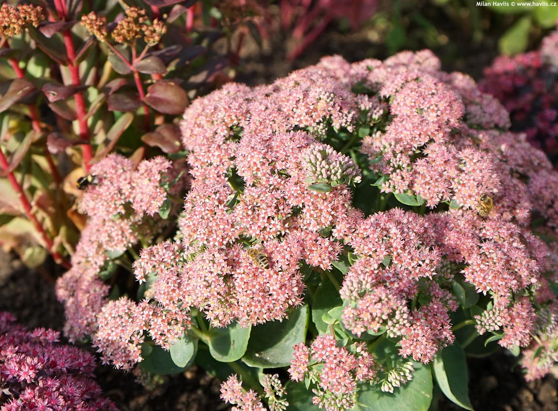 sedum telephium Seduction Rose Charm