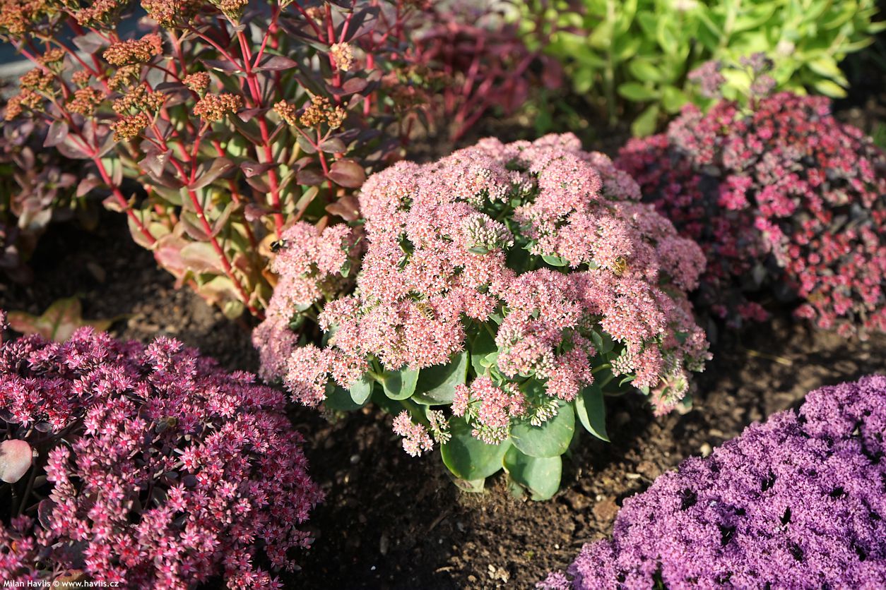 sedum telephium Seduction Rose Charm