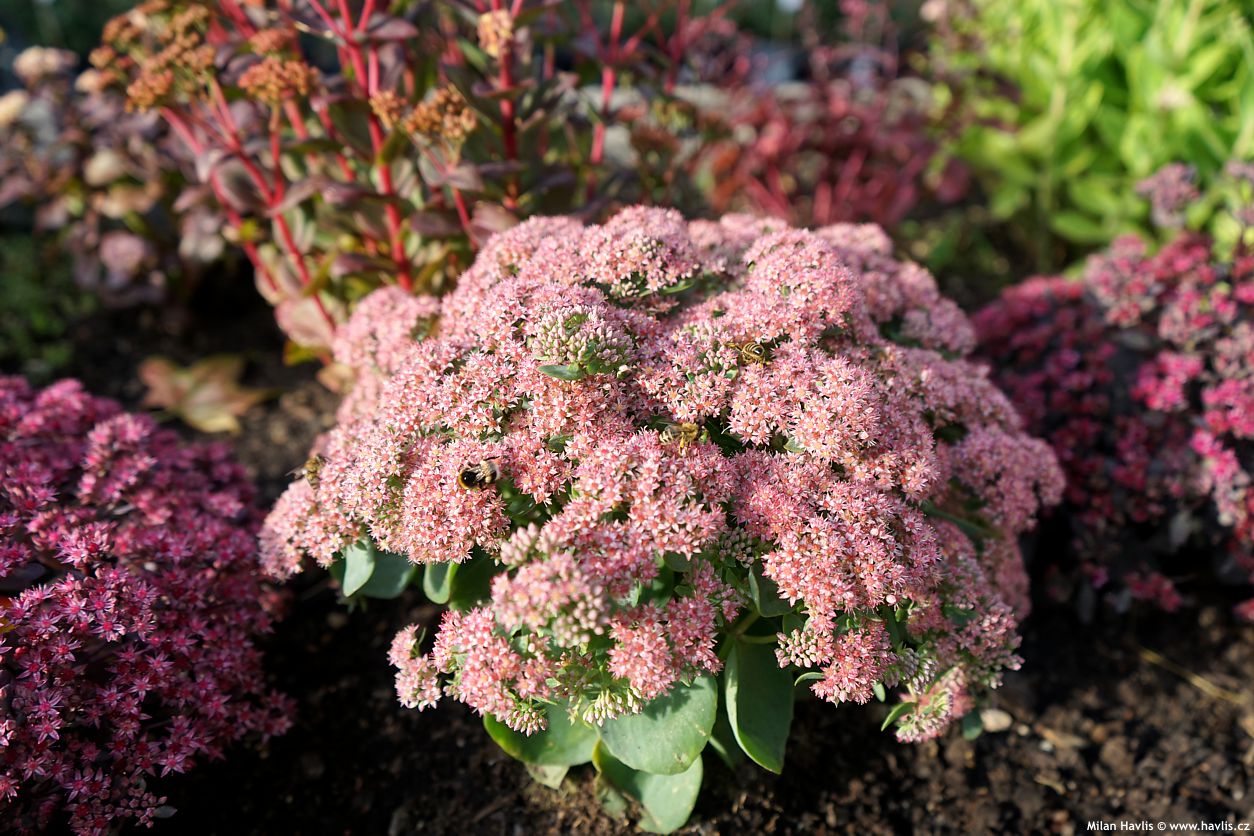sedum telephium Seduction Rose Charm