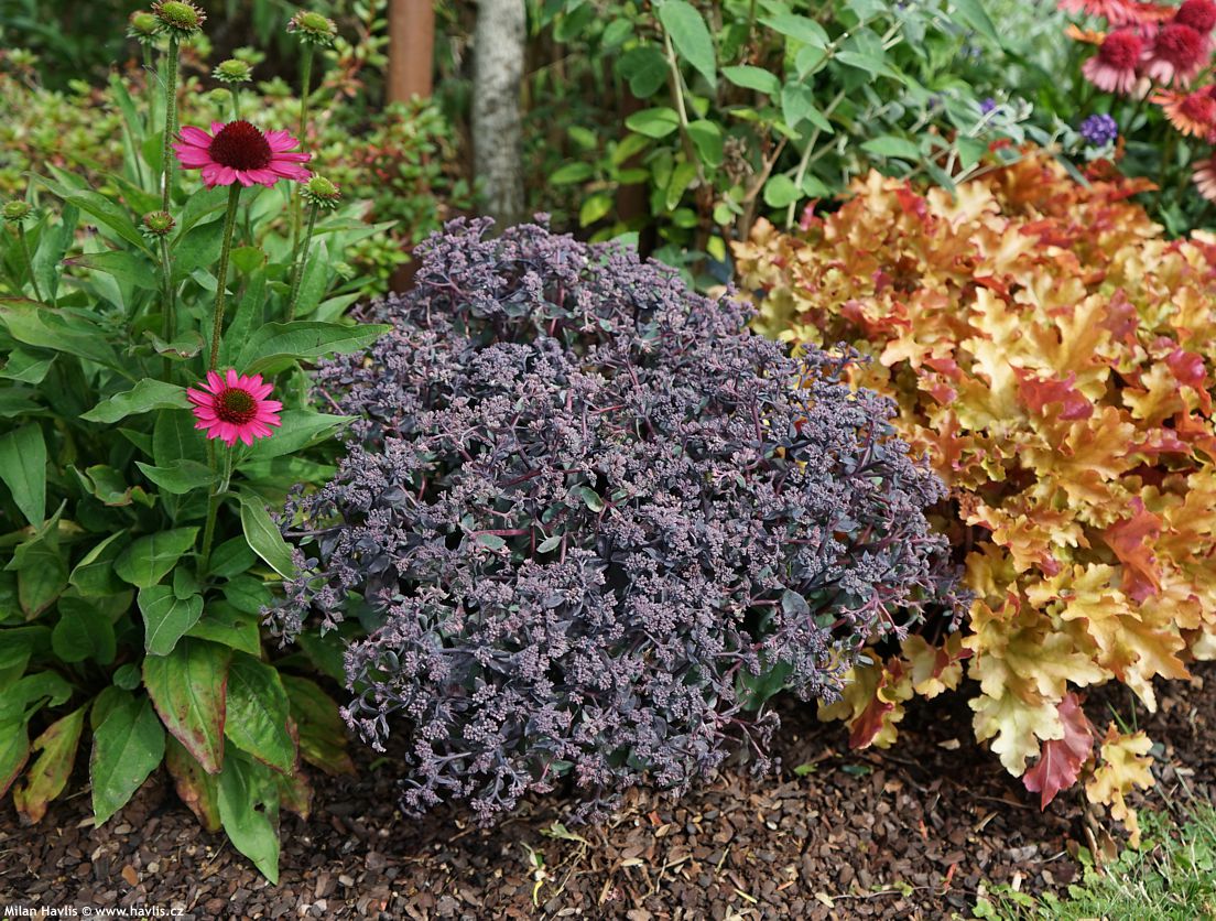 sedum telephium Seduction Rose Soiree