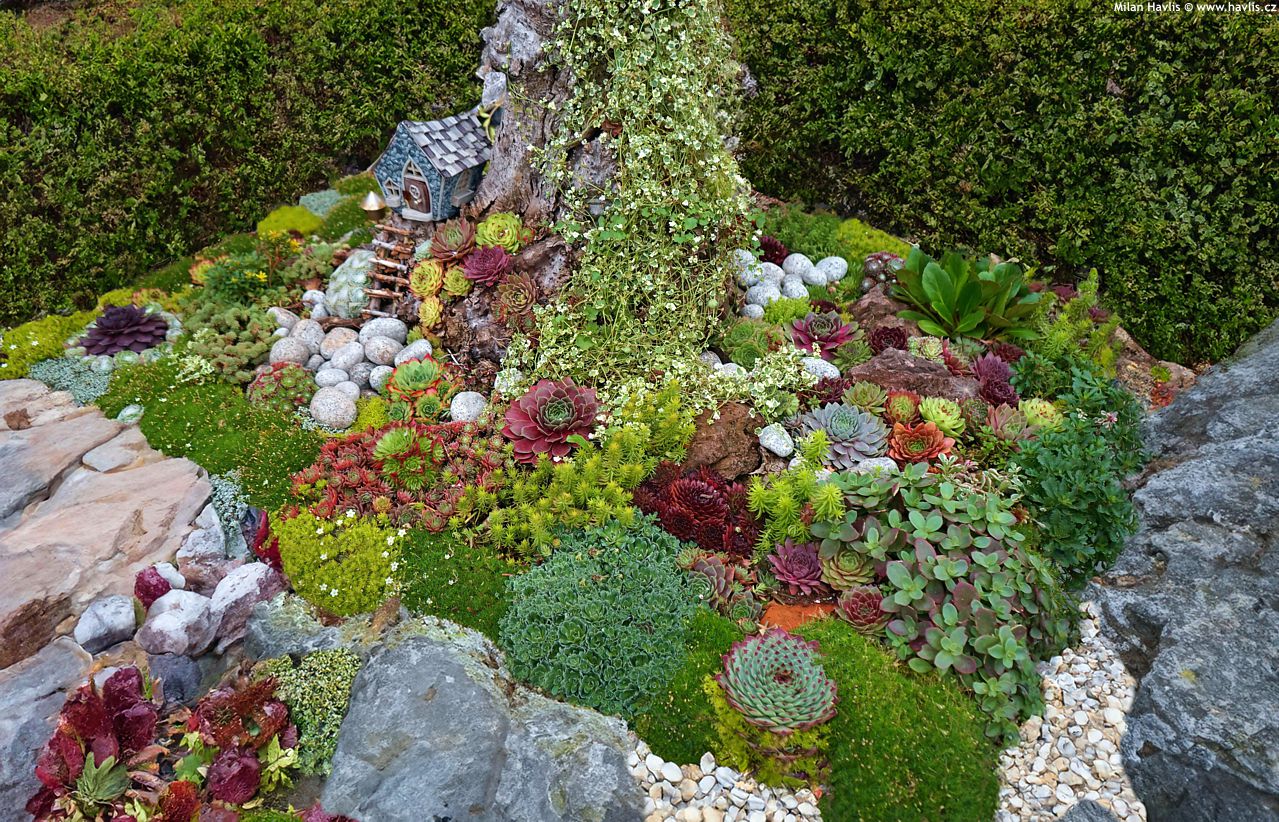 sempervivum Toetie Froeties jako 2019 1.jpg