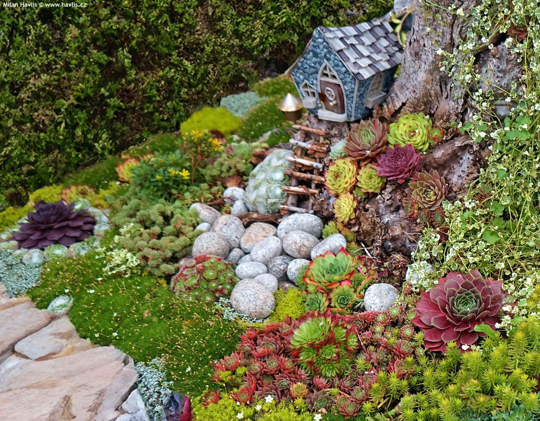 sempervivum Toetie Froeties jako 2019 domeček.jpg