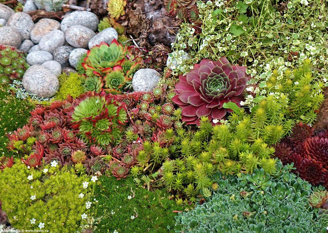 sempervivum Toetie Froeties jako 2019 kameny.jpg
