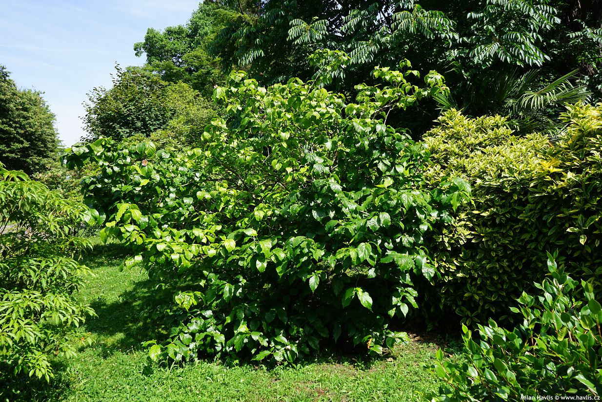 sinocalycanthus chinensis