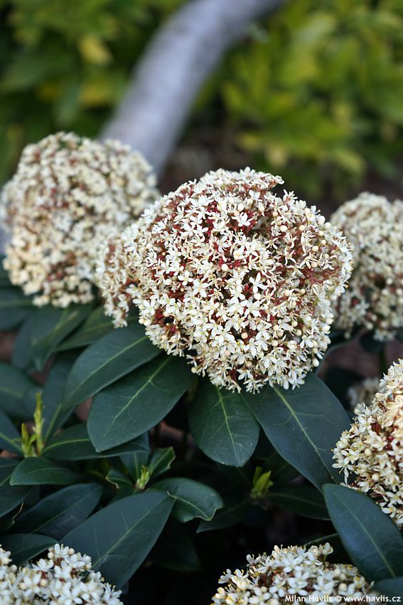 skimmia japonica Rubesta Giant Pink