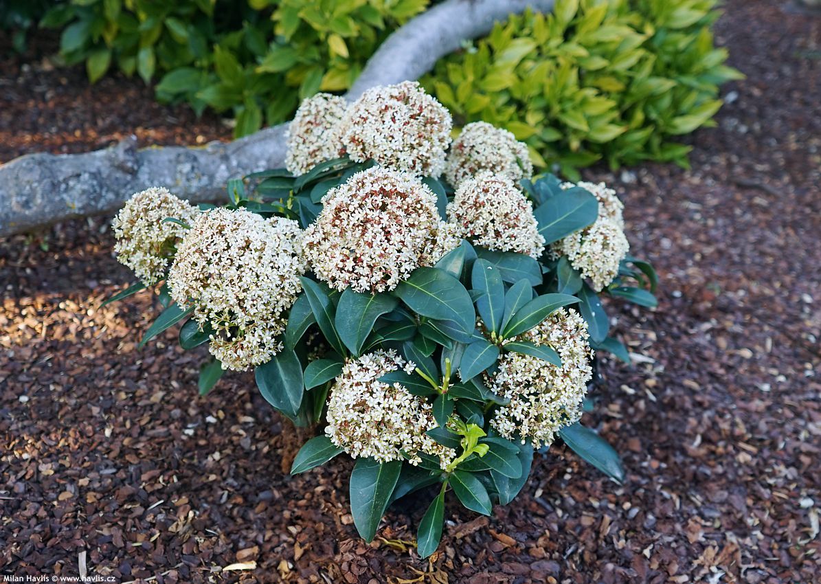 skimmia japonica Rubesta Giant Pink