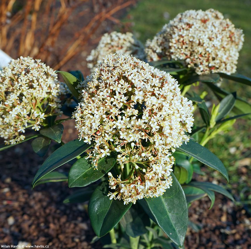 skimmia japonica Rubesta Giant Pink