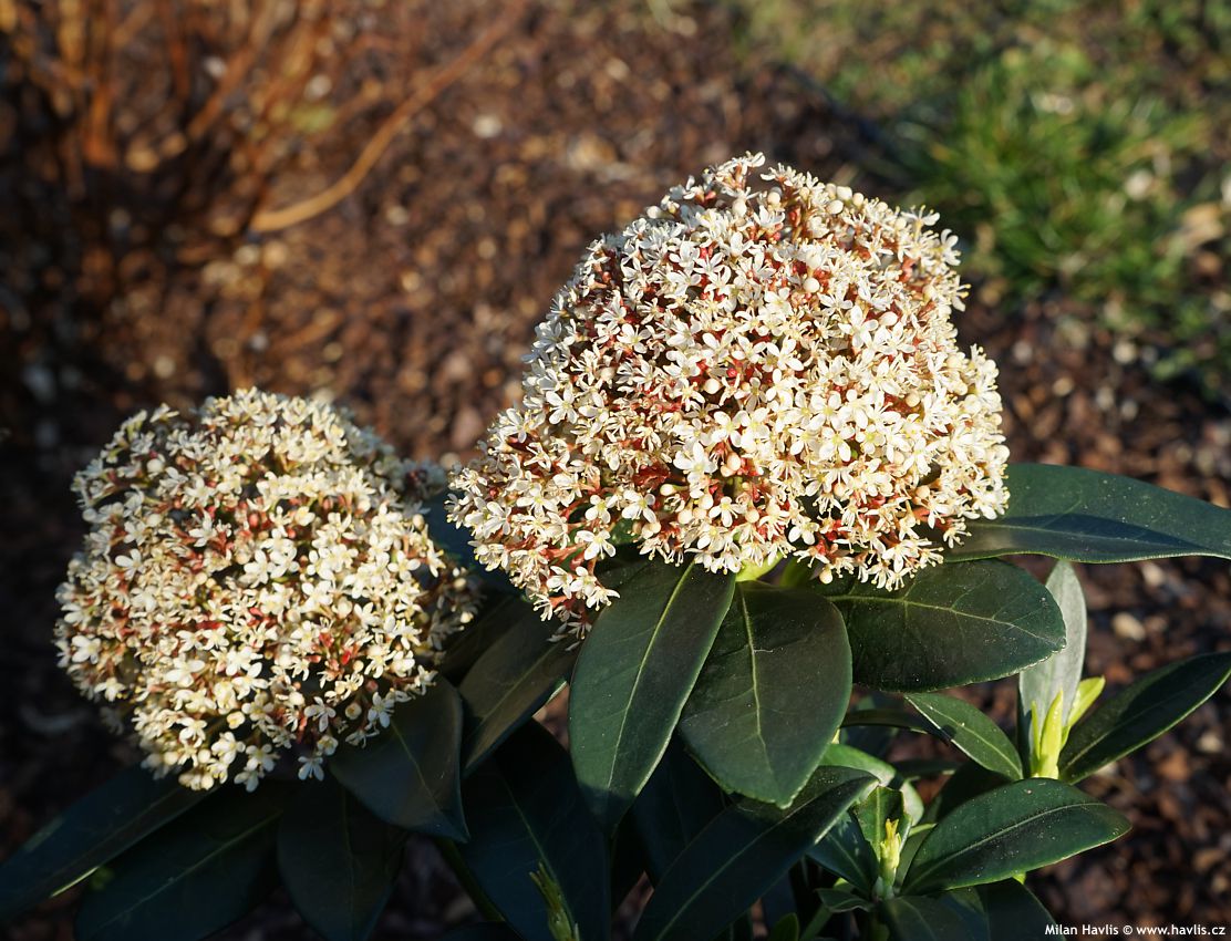 skimmia japonica Rubesta Giant Pink