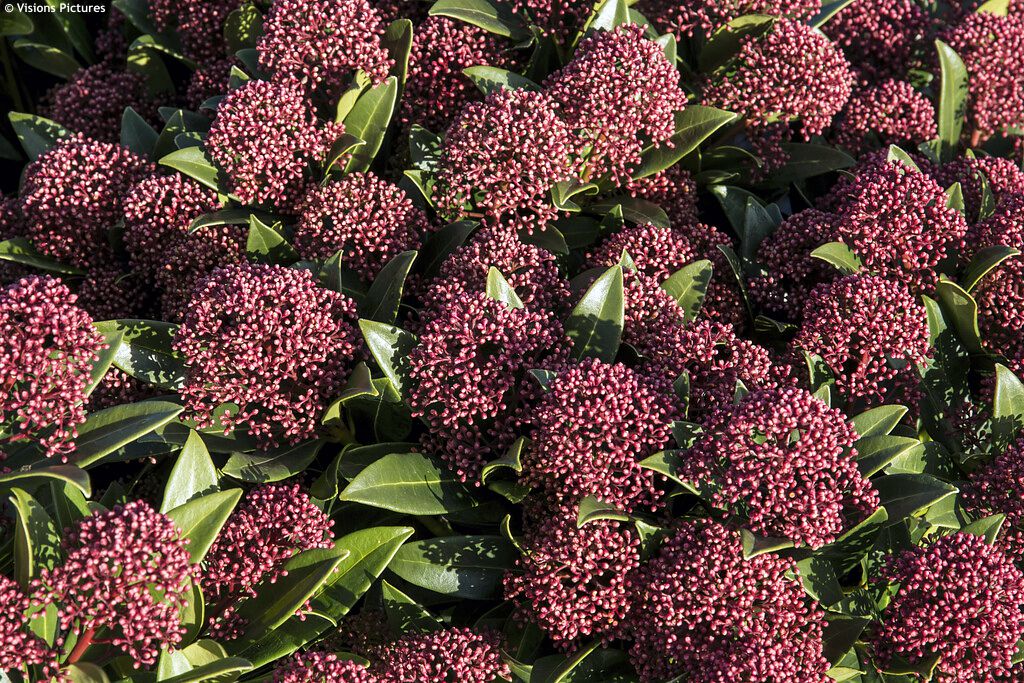 skimmia japonica Rubesta Giant Pink