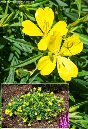 Oenothera 'Innoeno131' LEMON DROP