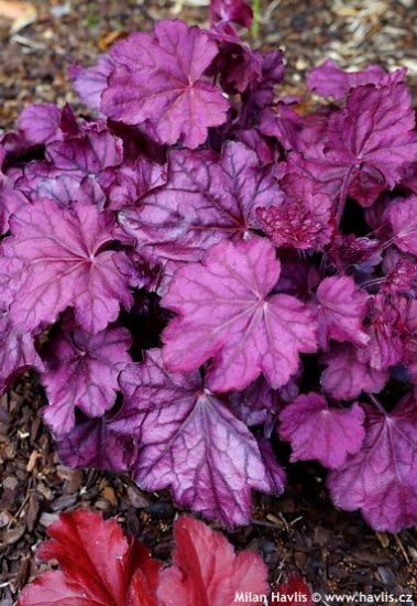 Heuchera PINK PANTHER®