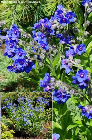 Lindelofia longiflora