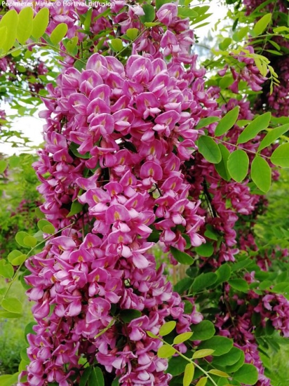 Robinia x margaretta 'GIORGIA DA TORINO'
