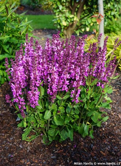 Salvia FASHIONISTA™ 'MOULIN ROUGE'