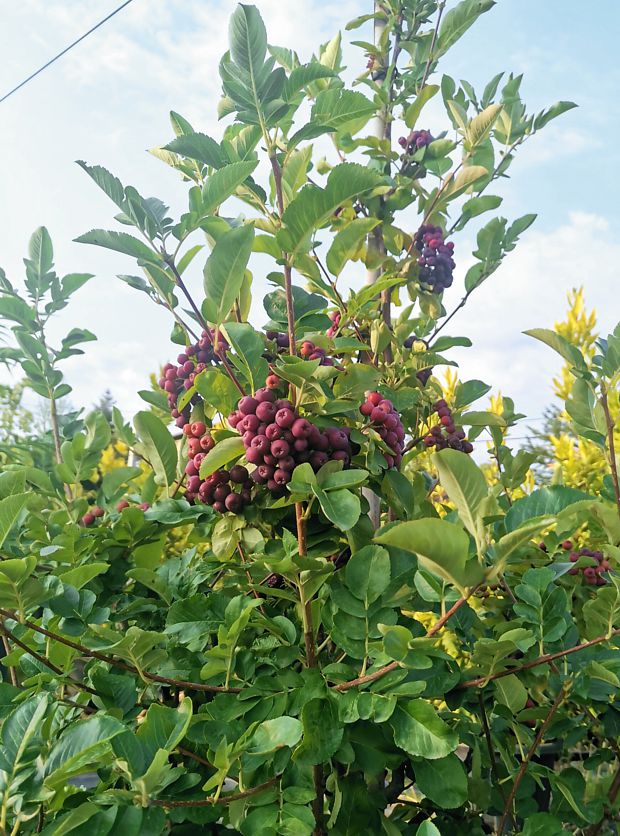 sorbaronia fallax Burka.jpg