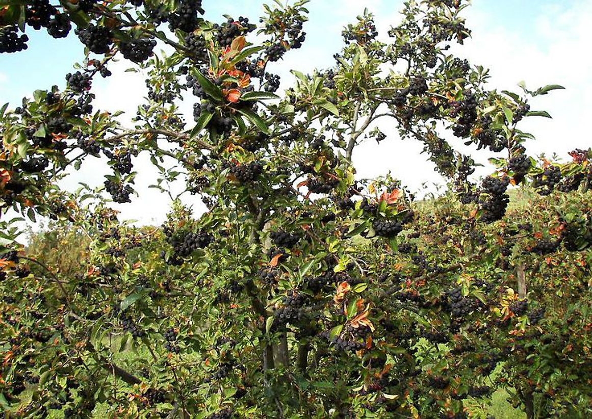 sorbaronia fallax Burka