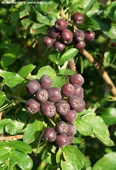 Sorbaria fallax 'BURKA'