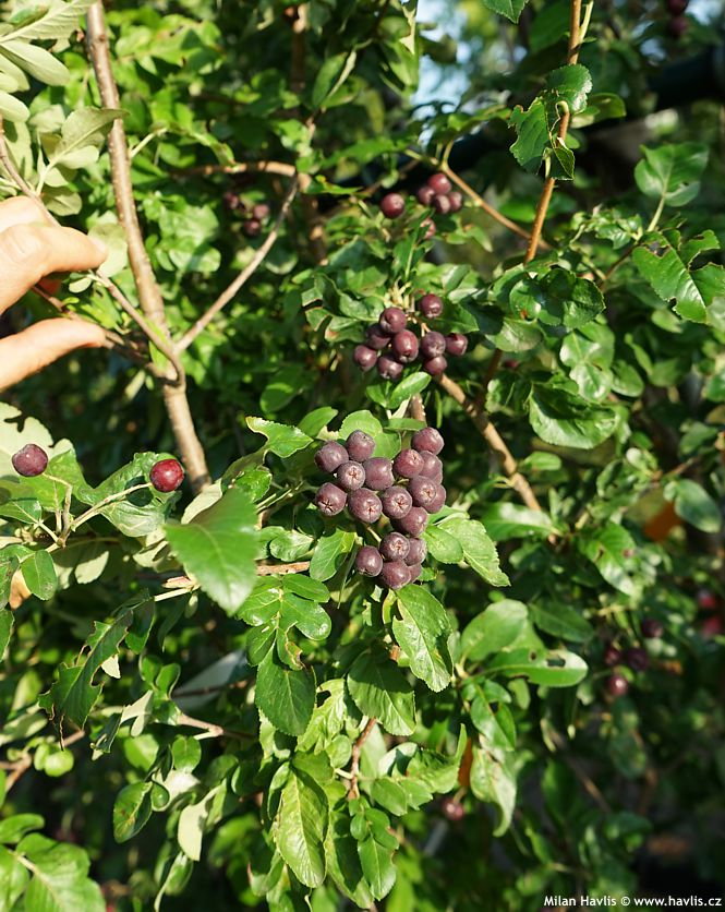 sorbaronia fallax Burka