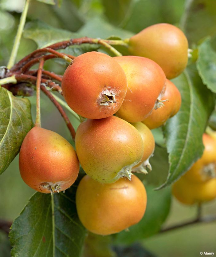 sorbopyrus auricularis ALAMY.jpg