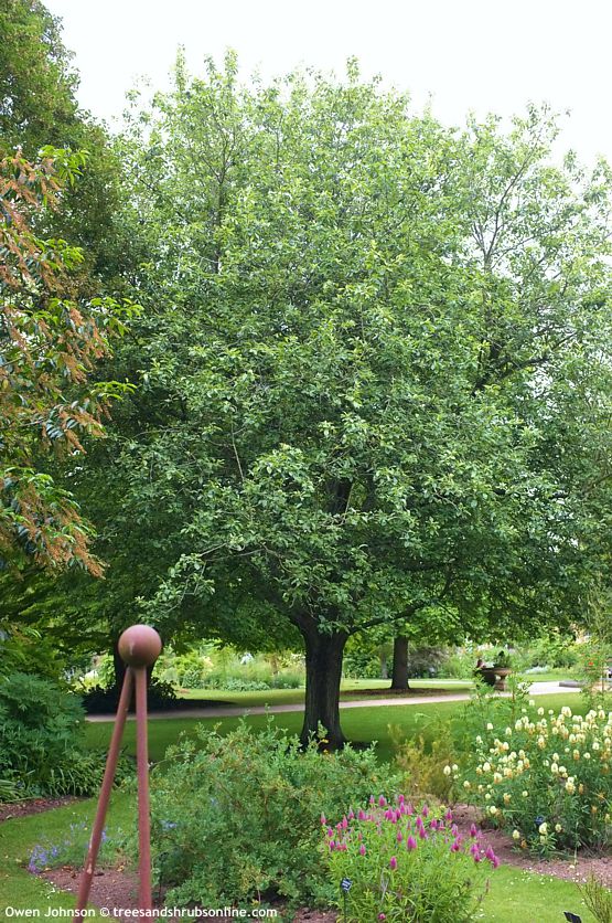 sorbopyrus auricularis OWEN JOHNSON.jpg