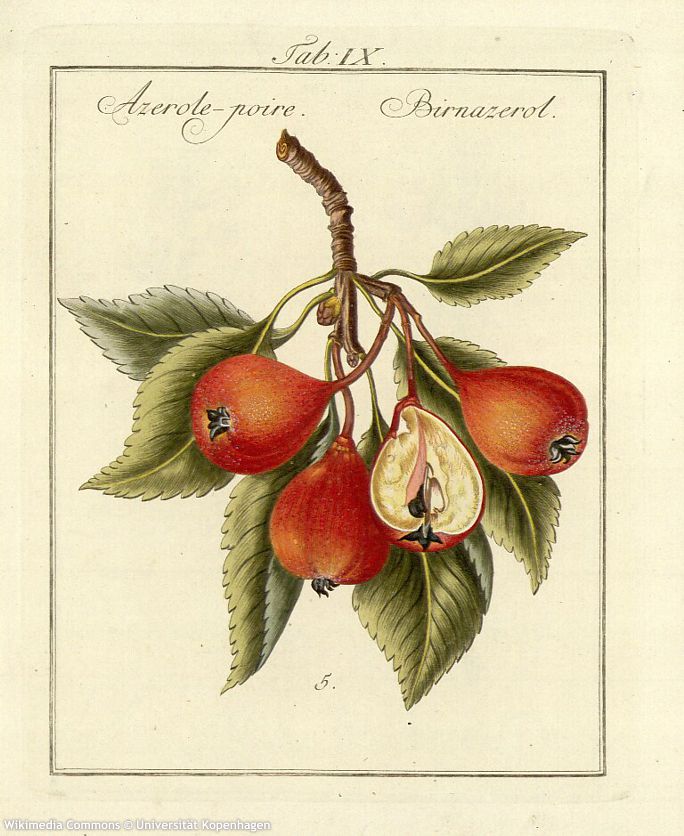 sorbopyrus auricularis WIKIMEDIA.jpg