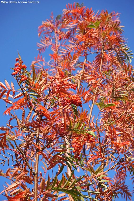 sorbus Dodong 2018 3.jpg