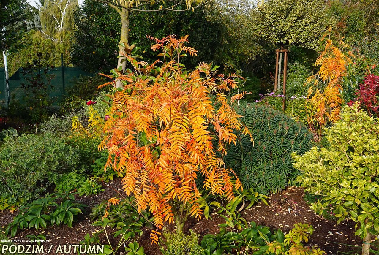 sorbus Dodong 2024 podzim 8 edit.jpg