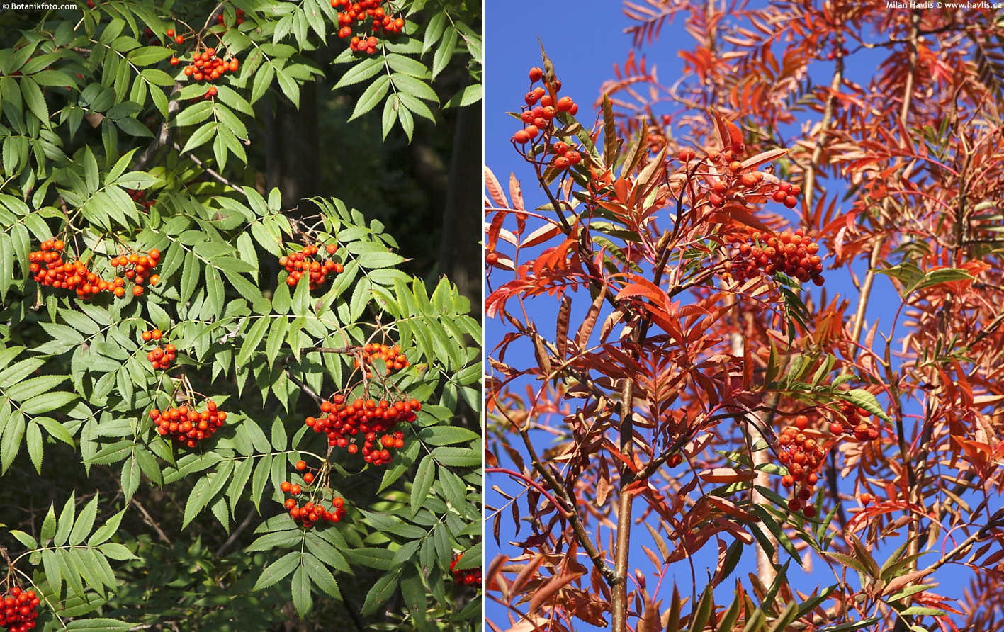 sorbus Dodong BOT a 2018 montáž.jpg