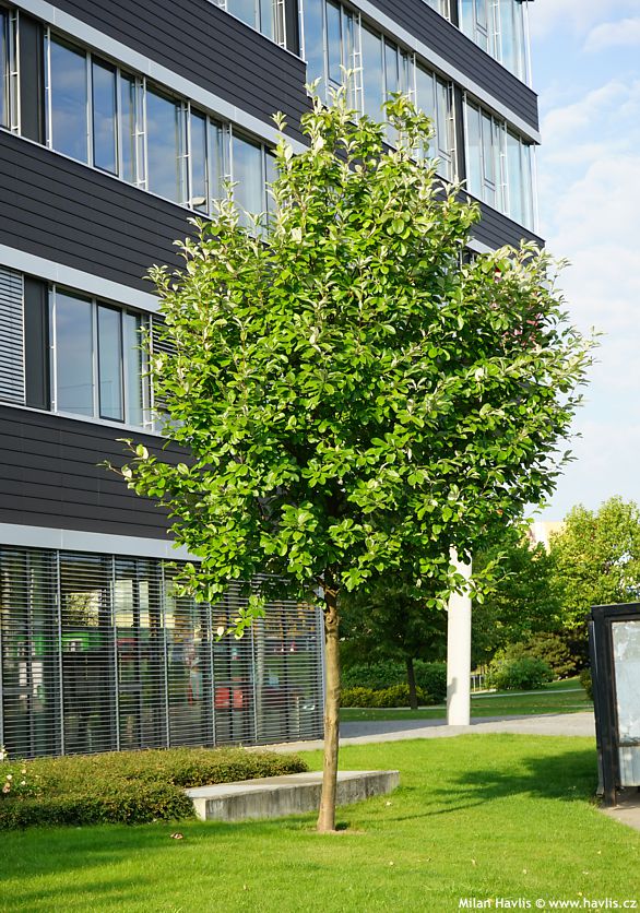 sorbus aria magnifica