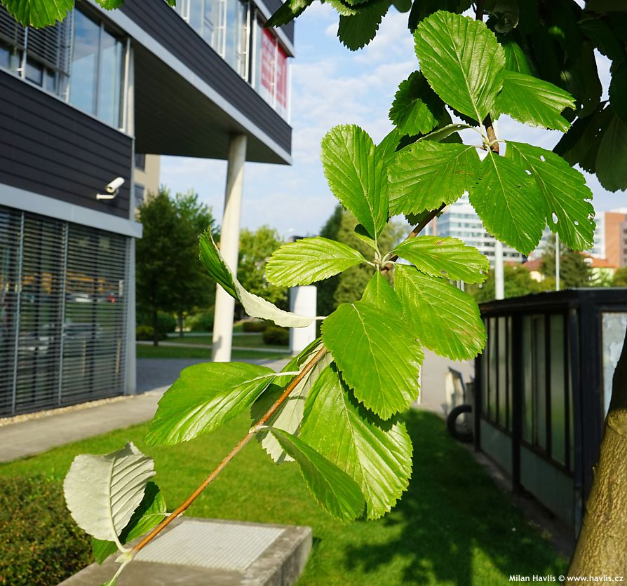 sorbus aria magnifica