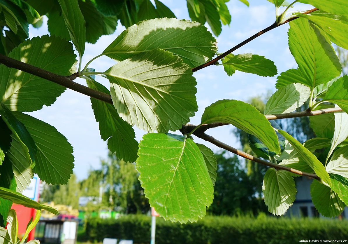 sorbus aria magnifica